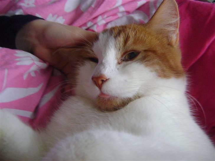 Huskat Sofus- Muglivis død?<3.  - savner dig<3<3:D.... billede 12