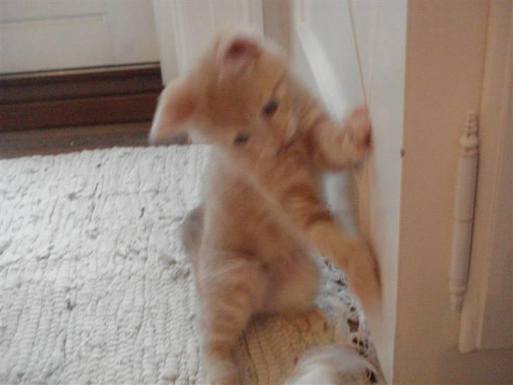 Huskat Figge billede 11