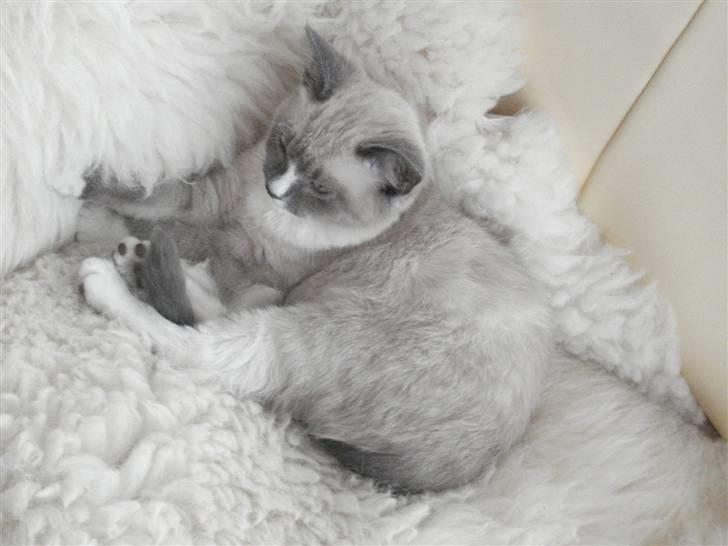 Ragdoll cirkeline billede 1