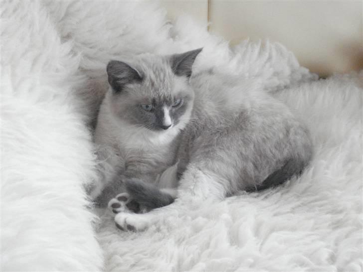 Ragdoll cirkeline billede 2