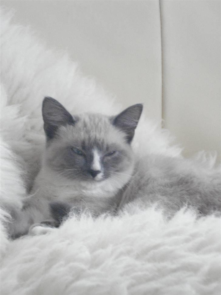 Ragdoll cirkeline billede 3