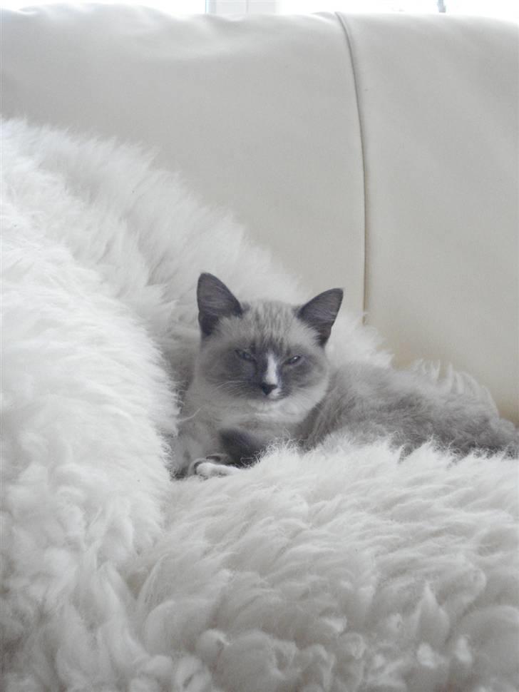 Ragdoll cirkeline billede 4