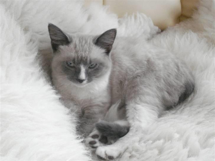 Ragdoll cirkeline billede 5