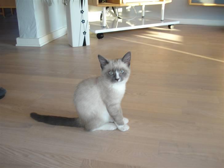 Ragdoll cirkeline billede 6