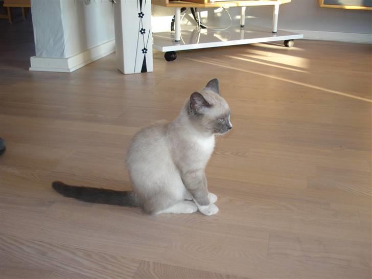 Ragdoll cirkeline billede 7