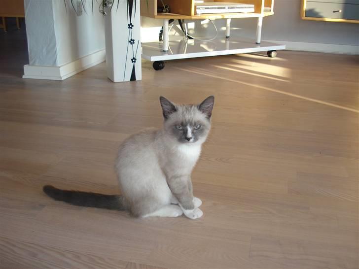 Ragdoll cirkeline billede 8