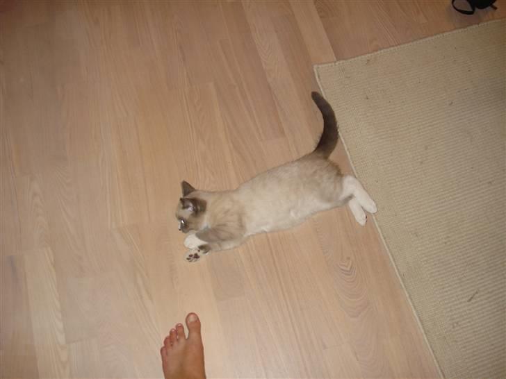 Ragdoll cirkeline billede 9