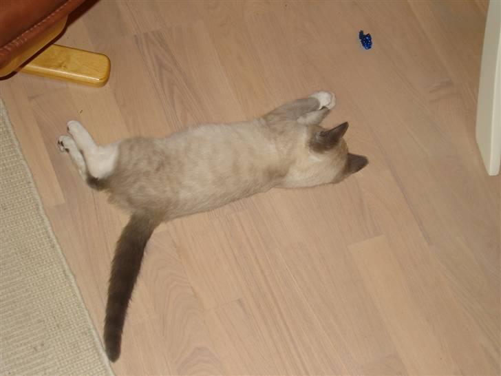 Ragdoll cirkeline billede 10