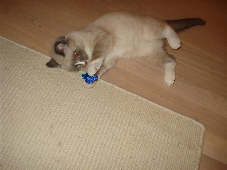 Ragdoll cirkeline billede 11