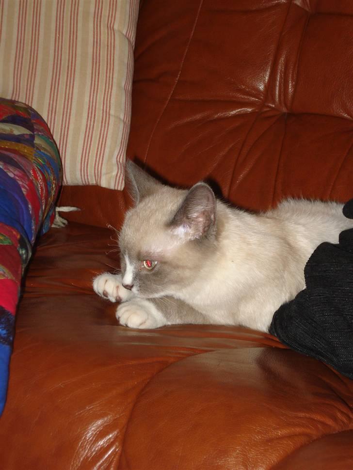 Ragdoll cirkeline billede 12