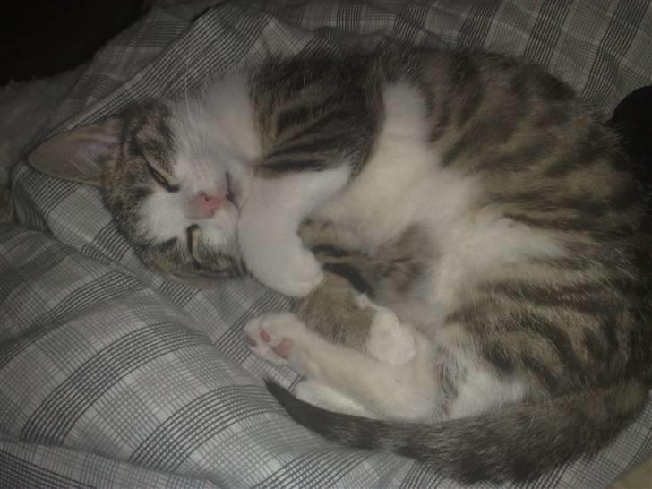 Blanding af racer Kiara billede 1