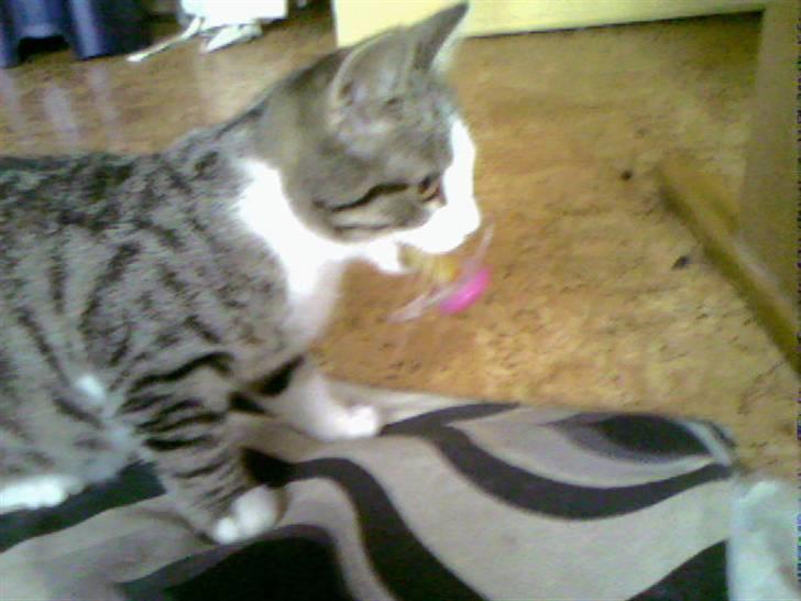 Blanding af racer Kiara billede 2