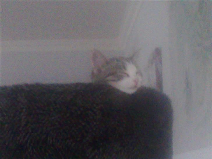 Blanding af racer Kiara billede 3