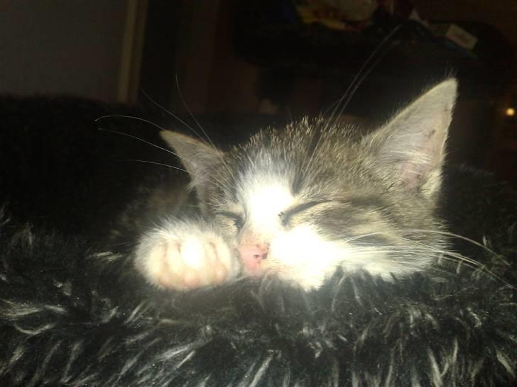 Blanding af racer Kiara billede 4