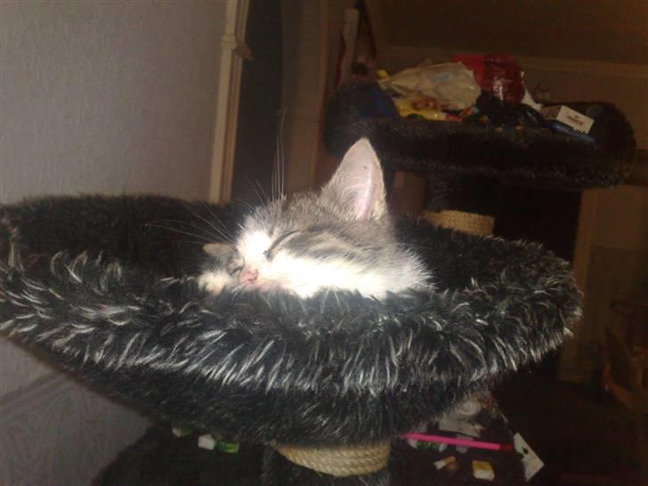 Blanding af racer Kiara billede 5