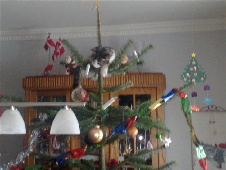 Blanding af racer Kiara billede 6