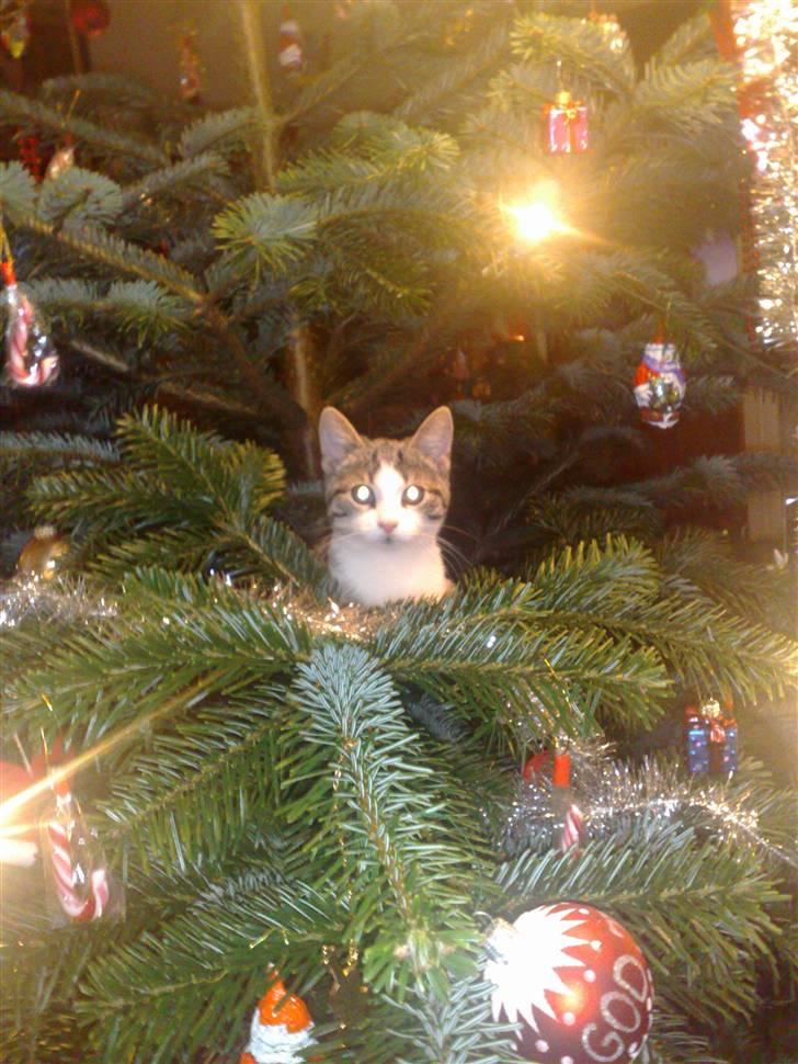 Blanding af racer Kiara billede 7