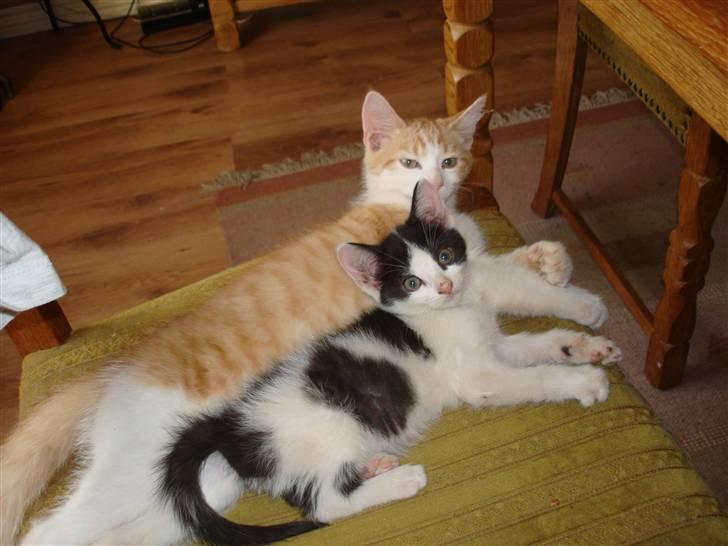 Huskat pjuske billede 1