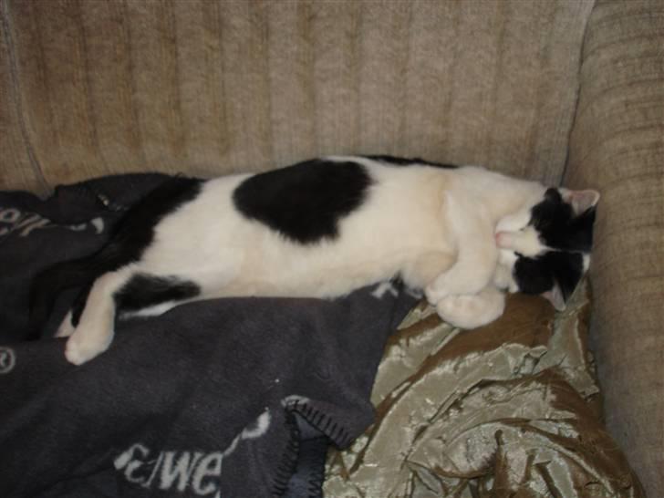 Huskat pjuske billede 2