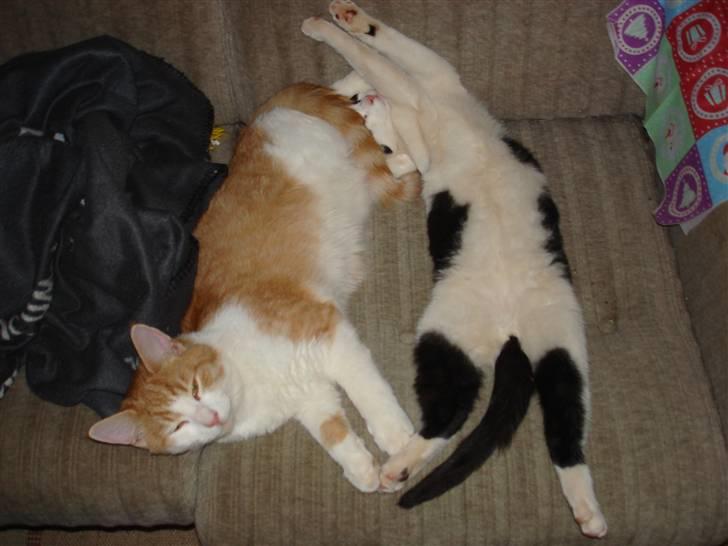 Huskat pjuske billede 3