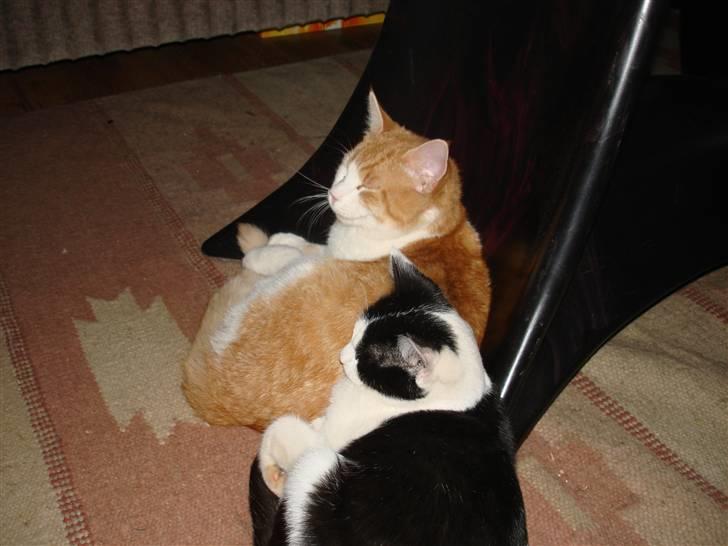 Huskat pjuske billede 4