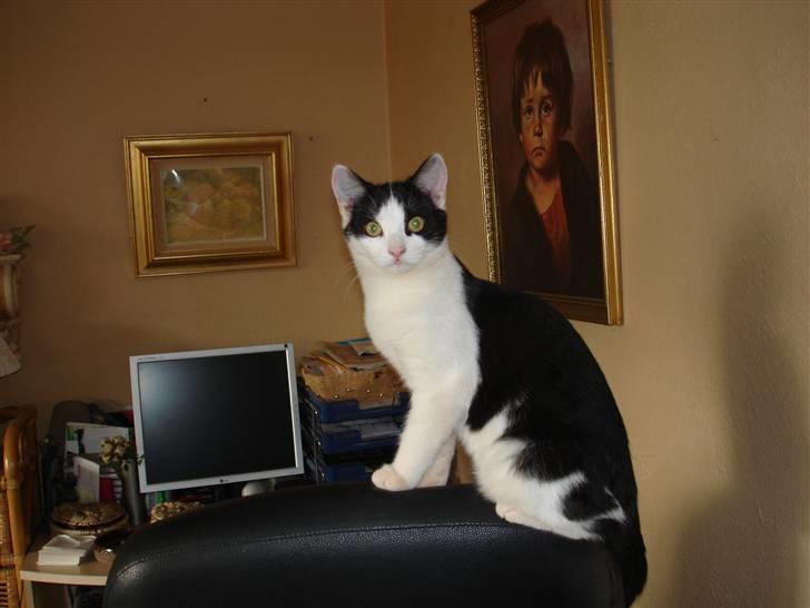 Huskat pjuske billede 5