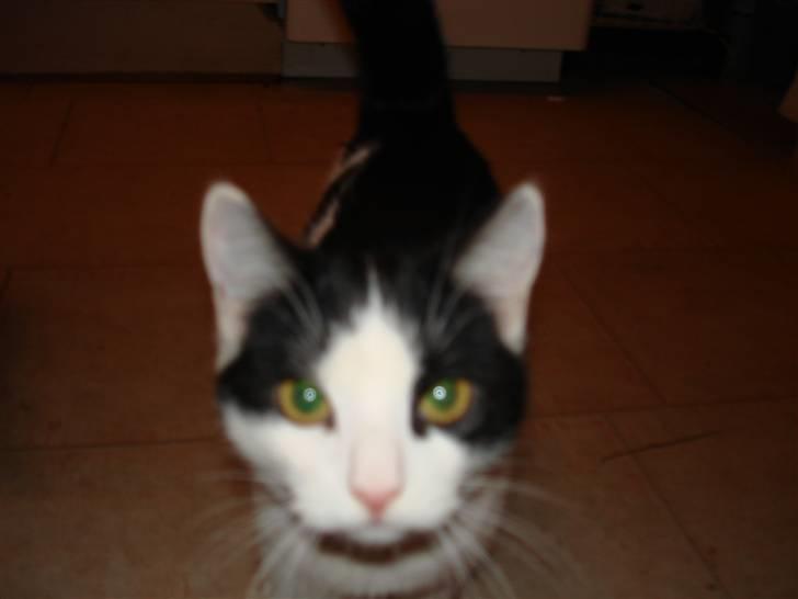 Huskat pjuske billede 6