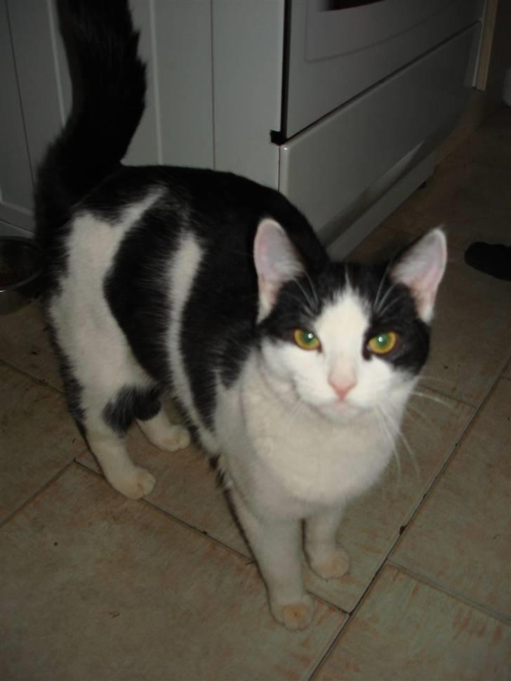 Huskat pjuske billede 7