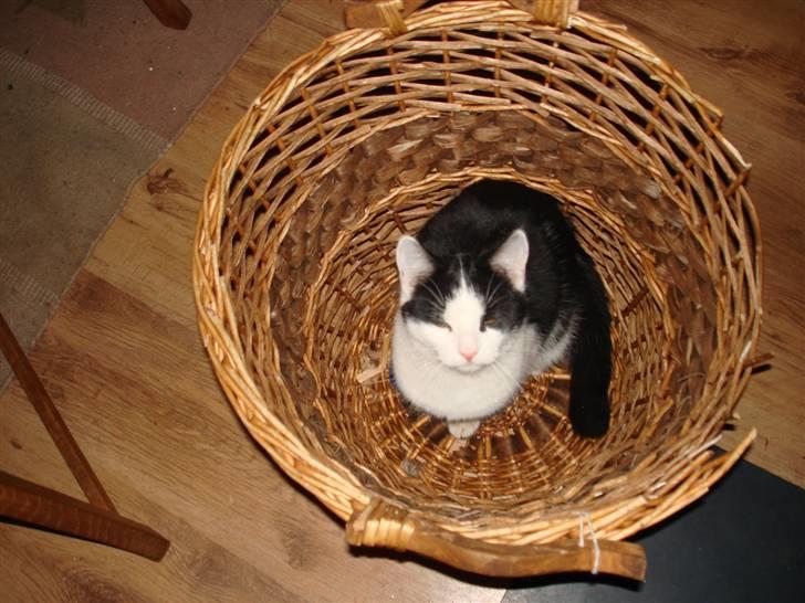 Huskat pjuske billede 8