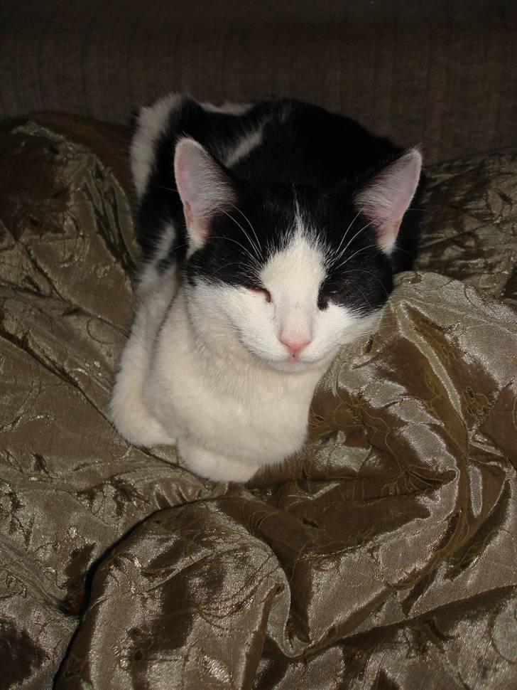 Huskat pjuske billede 9