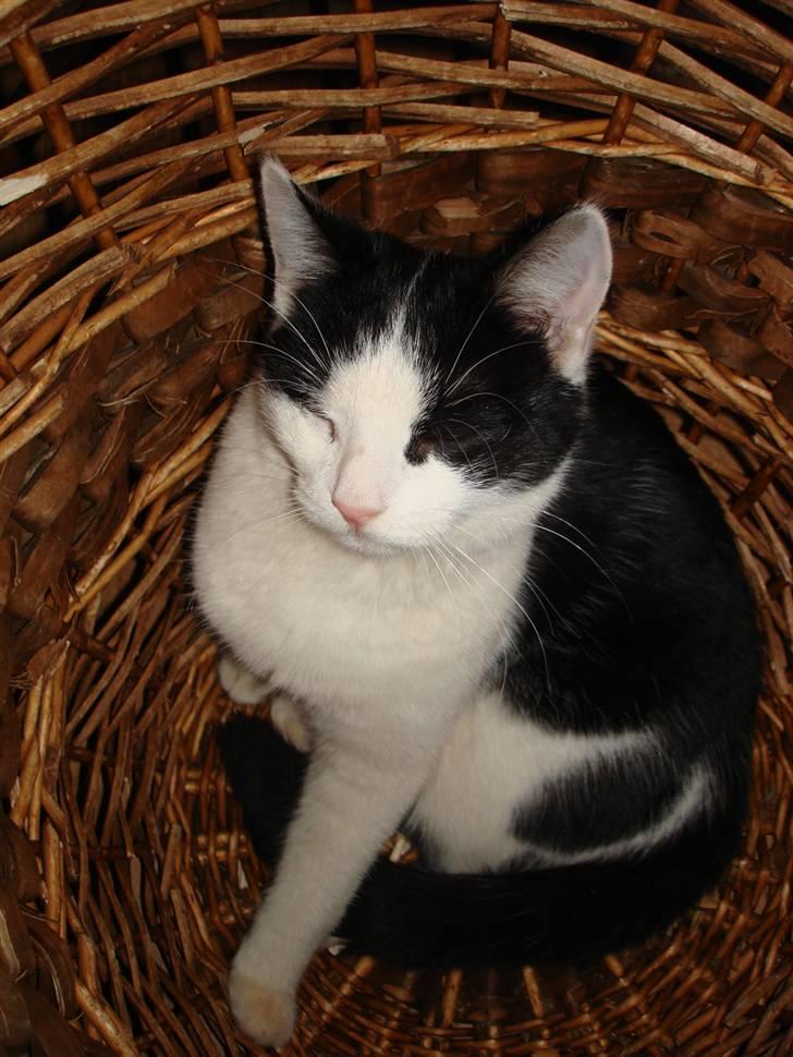 Huskat pjuske billede 10