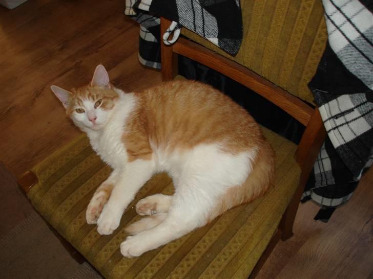 Huskat bølle billede 1