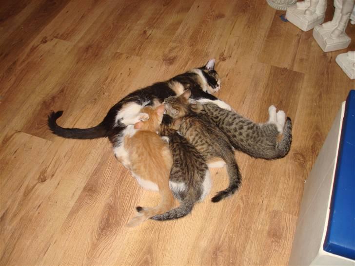 Huskat bølle billede 2