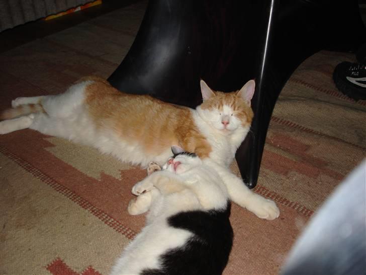 Huskat bølle billede 3