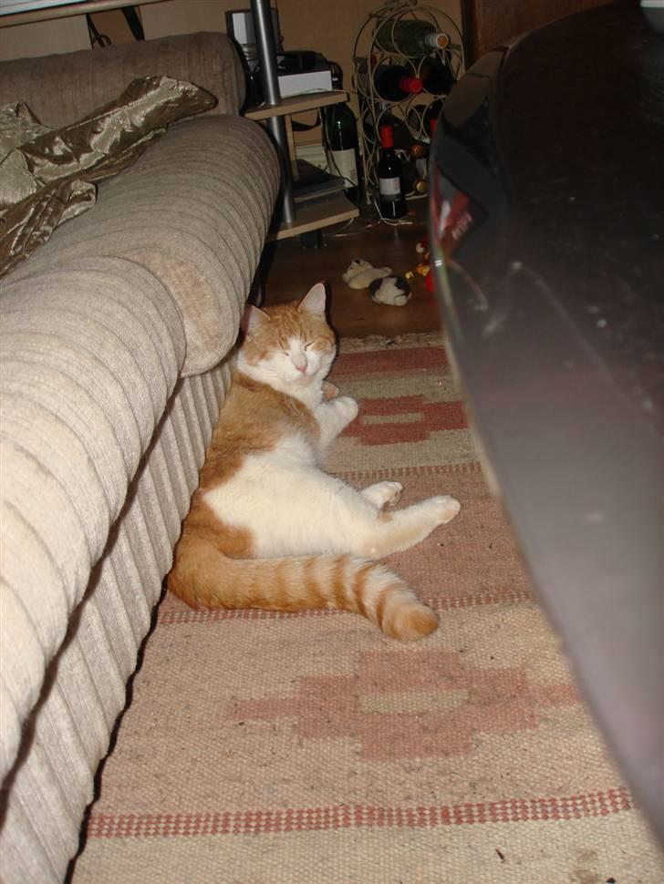 Huskat bølle billede 4