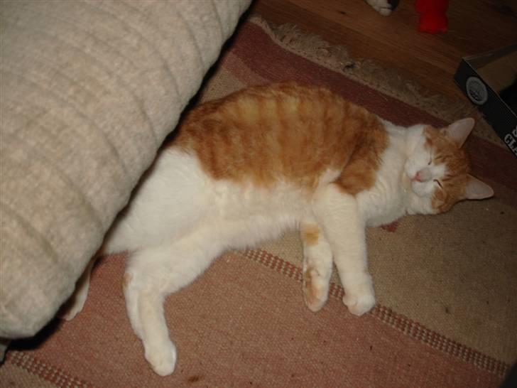 Huskat bølle billede 5