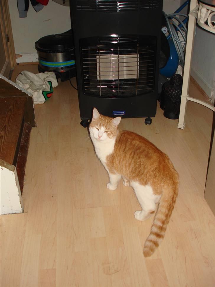 Huskat bølle billede 6