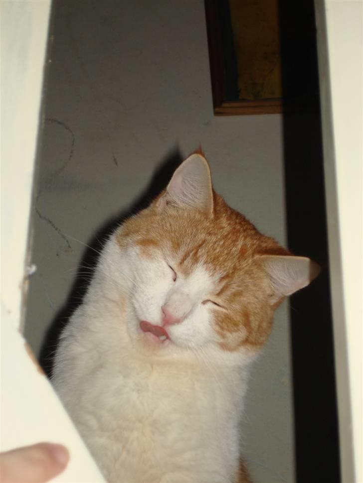 Huskat bølle billede 7