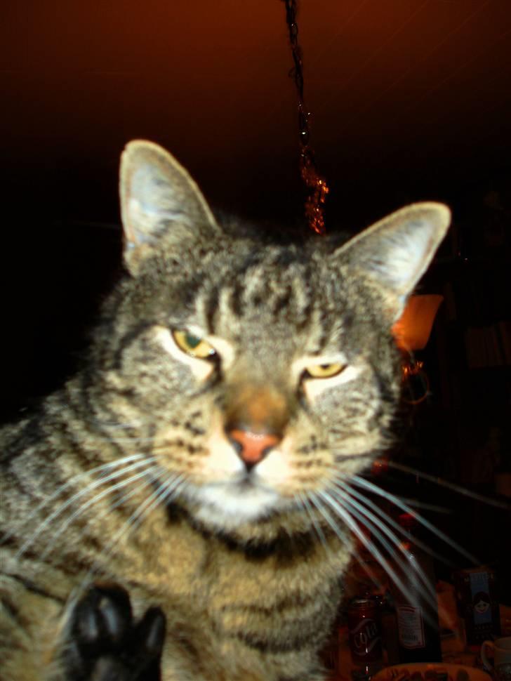 Huskat Piv billede 12