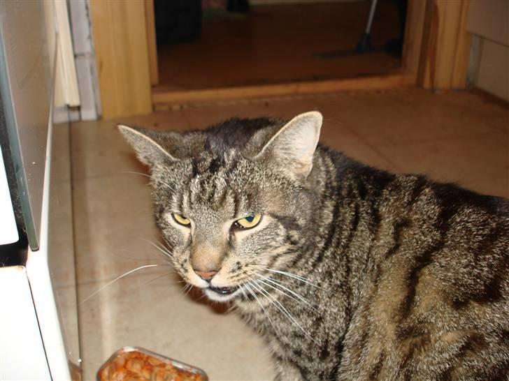 Huskat Piv billede 13