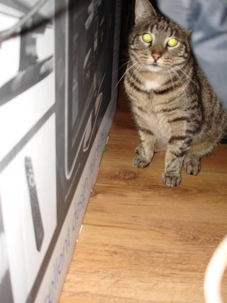 Huskat Piv billede 14