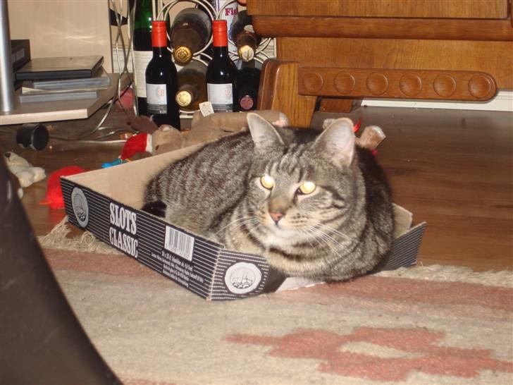 Huskat Piv billede 15