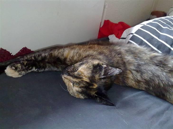 Huskat Biscuit R.I.P - Velkommen til Biscuit´s profil.. Smid gerne en bedømmelske og læg en kommentar, så kigger vil forbi jer ;) billede 1