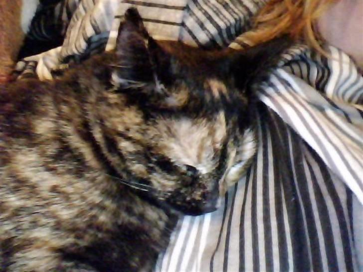 Huskat Biscuit R.I.P - Puttetrolden <3 billede 2