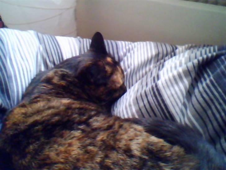 Huskat Biscuit R.I.P - Tykke putter på puden billede 4