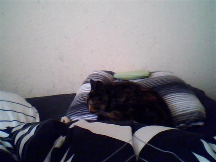 Huskat Biscuit R.I.P - Igen den lille puttetrold... billede 7