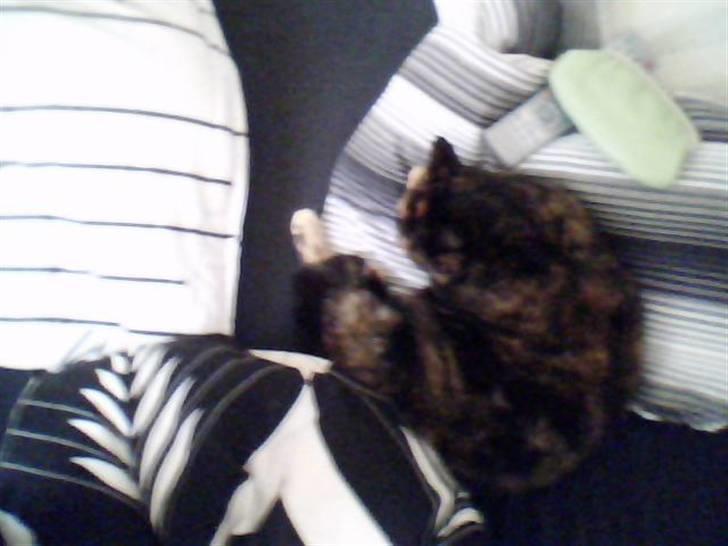 Huskat Biscuit R.I.P - Oppefra.. billede 8