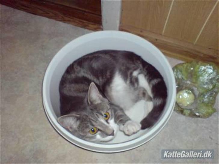 Blanding af racer MOLLY billede 11