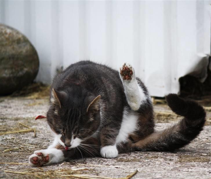 Blanding af racer MOLLY billede 12