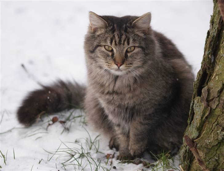 Blanding af racer Vaskebjørn-Kurt - SAVNET! billede 1